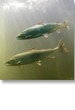 Fish01.jpg